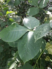 Ptelea trifoliata mollis