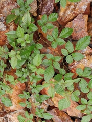 Causonis japonica