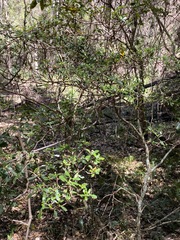 Psychotria daphnoides