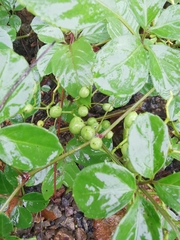Causonis japonica