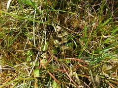 Argentina anserinoides