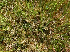 Argentina anserinoides