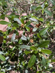 Psychotria daphnoides