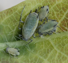 Hyadaphis passerinii