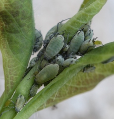 Hyadaphis passerinii