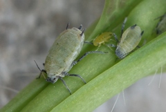 Hyadaphis passerinii