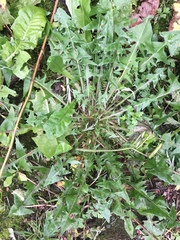 Taraxacum officinale