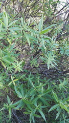 Veronica ligustrifolia