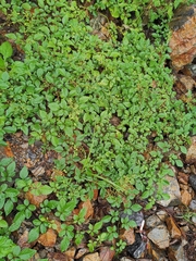 Causonis japonica