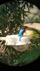 Halcyon smyrnensis saturatior