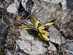 Viola gmeliniana