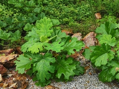 Macleaya cordata