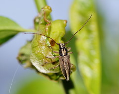 Temnosternus planiusculus