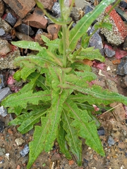 Sonchus arvensis