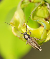 Temnosternus planiusculus