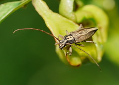 Temnosternus planiusculus
