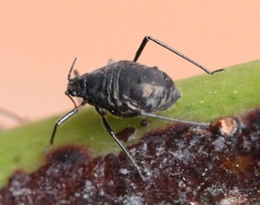 Maculolachnus submacula
