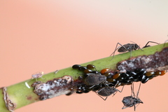 Maculolachnus submacula