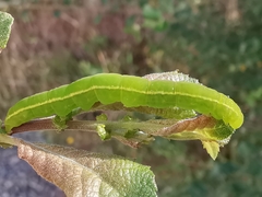 Scoliopteryx libatrix