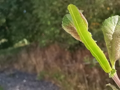 Scoliopteryx libatrix