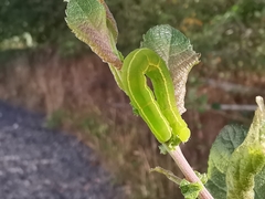 Scoliopteryx libatrix