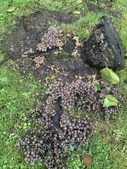 Coprinellus disseminatus