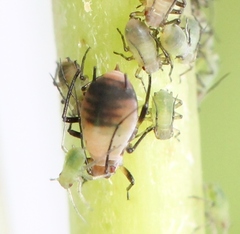 Metopeurum fuscoviride