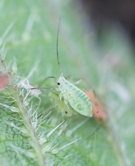 Microlophium carnosum