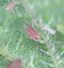 Microlophium carnosum