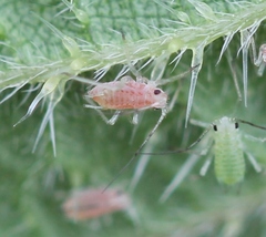 Microlophium carnosum
