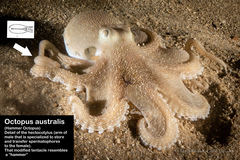 Octopus australis