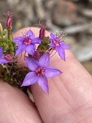 Calytrix leschenaultii