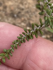 Calytrix leschenaultii