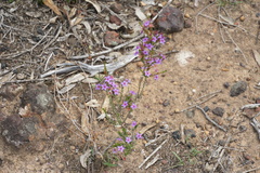 Calytrix leschenaultii