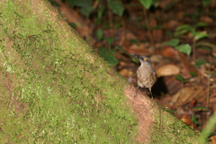 Cinclocerthia ruficauda