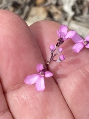 Stylidium tenue