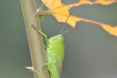 Acrididae