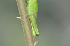 Acrididae
