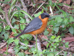 Cossypha dichroa dichroa