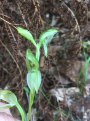 Pterostylis longifolia