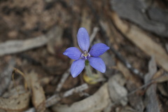 Cyanicula gemmata