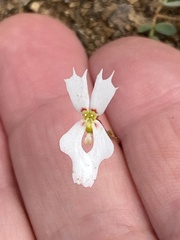 Stylidium calcaratum