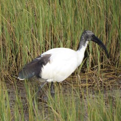 Threskiornis aethiopicus