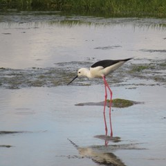 Himantopus himantopus