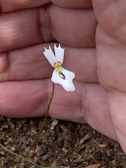 Stylidium calcaratum
