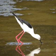 Himantopus himantopus