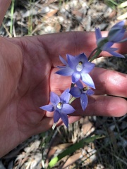 Thelymitra nuda