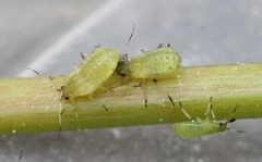 Periphyllus testudinaceus