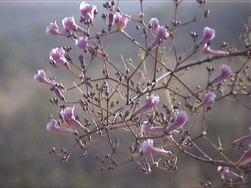 pink-jacaranda