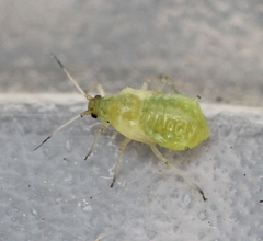 Periphyllus testudinaceus